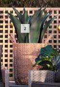 Crown Orchid Pot 900mm