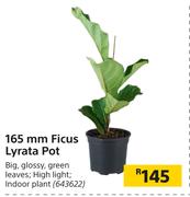 165mm Ficus Lyrata Pot