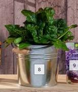4.5L Galvanised Bucket-205mm x 205mm x 175mm