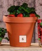 Standard Round Terracotta Pot-155mm(h) x 180mm(d)
