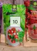 Basil Garden Kit
