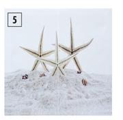 Star Fish Canvas-30cm x 30cm