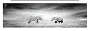 Twin Elephant Canvas-35cm x 105cm