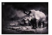 Rhino Canvas-65cm x 92cm