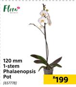 Flora 120mm 1 Stem Phalaenopsis Pot