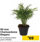 90mm Chamaedorea Elegans