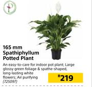 165mm Spathiphyllum Potted Plant