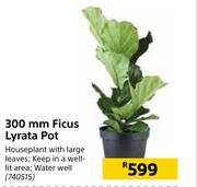 300mm Ficus Lyrata Pot