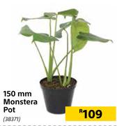 150mm Monstera Pot