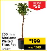 200mm Moclame Plaited Ficus Pot