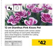 12cm Dianthus Pink Kisses Pot