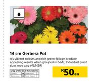 14cm Gerbera Pot-Each