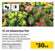 12cm Kalanchoe Pot-Each