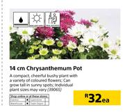 14cm Chrysanthemum Pot-Each