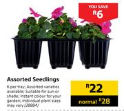 Assorted Seedlings-6 Per Tray