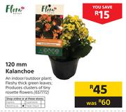 Flora 120mm Kalanchoe
