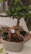 Bonsai Ficus In Ceramic Pot