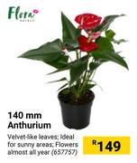Flora 140mm Anthurium