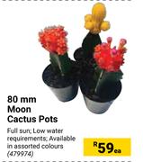80mm Moon Cactus Pots-Each