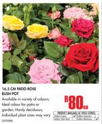 16.5cm Patio Rose Bush Pot
