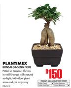 Plantimex Bonsai Ginseng Ficus