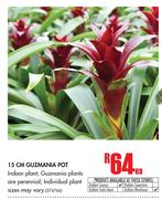 15cm Guzmania Pot