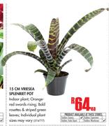 15cm Vriesea Splenriet Pot