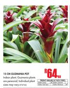 15cm Guzmania Pot-Each