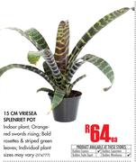 15cm Vriesea Splenriet Pot-Each