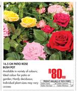 16.5cm Patio Rose Bush Pot-Each