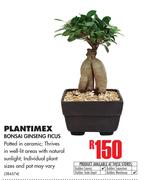 Plantimex Bonsai Ginseng Ficus
