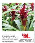 15cm Guzmania Pot-Each