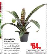 15cm Vriesea Splenriet Pot-Each