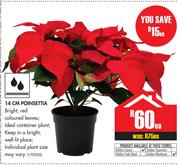 14cm Poinsettia