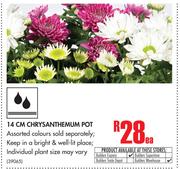 14cm Chrysanthemum Pot-Each