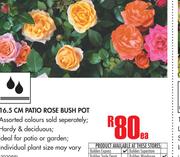 16.5CM Patio Rose Bush Pot