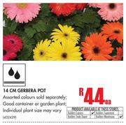 14cm Gebera Pot-Each