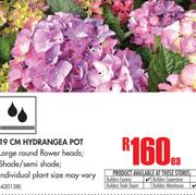 19CM Hyrdangea pot