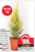 20cm Cupressus Pot-Each