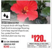 19cm Hibiscus Pot-Each