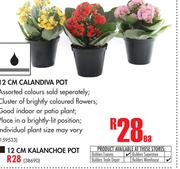 12CM Kalanchoe Pot