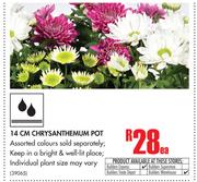 14cm Chrysanthemum Pot-Each