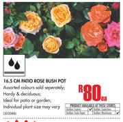 16.5cm Patio Rose Bush Pot-Each