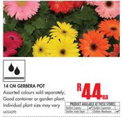 14cm Gerbera Pot-Each