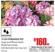 19cm Hydrangea Pot-Each