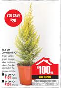 24cm Pot-Each