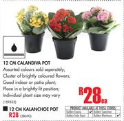 12cm Calandiva Pot-Each