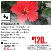 19cm Hibiscus Pot