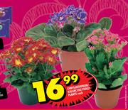 Chrysanthenum/Kalancjoe/Voilet Plants Each