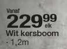 Wit Kersboom 1.2m